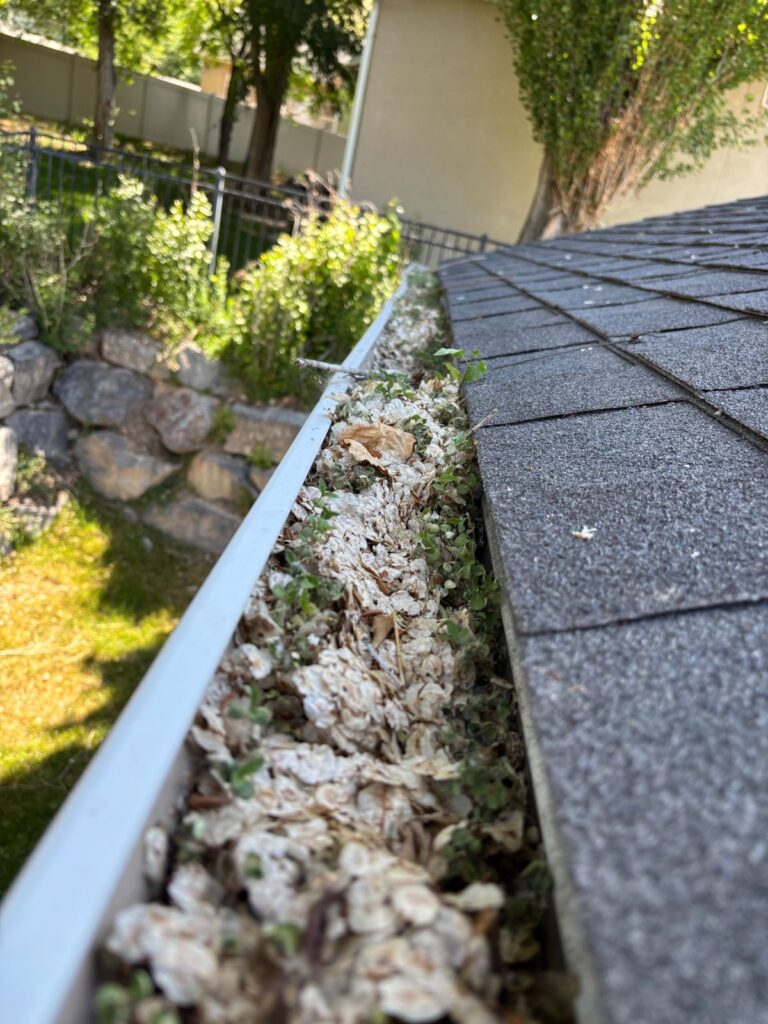 Clogged gutter filled with leaves and seedlings before cleaning by AquaPro in Utah